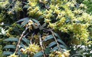 千年灵芝的做法 千年灵芝真的有千年吗