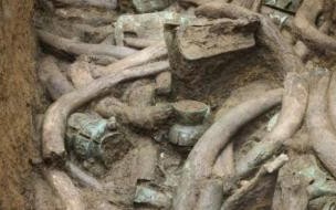 三星堆象牙是亚洲象牙吗 三星堆出土120根象牙